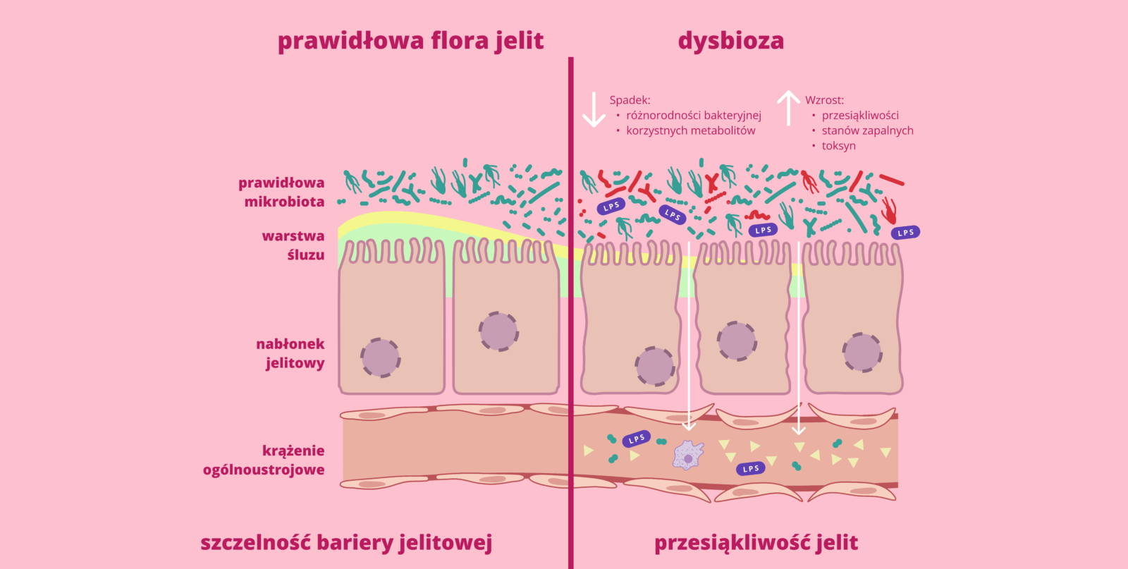 Bariera-jelitowa-w-stanie-eubiozy - OMNi-BiOTiC